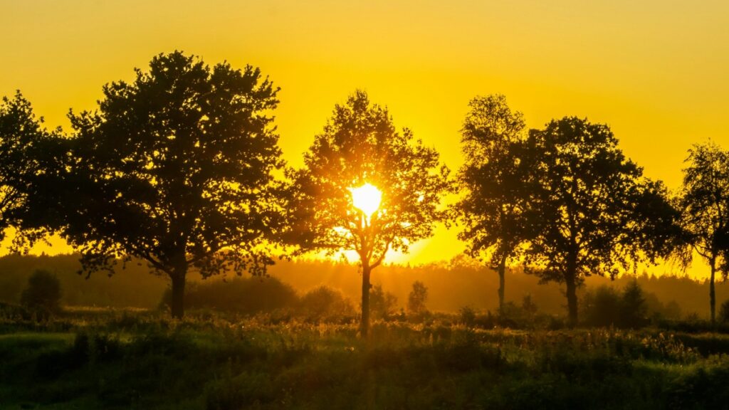Zonsondergang tussen bomen in een veld,een rustig landschap.Hoe Geld te Verdienen met Bigo Live:de app biedt contentmakers kansen om hun talenten te delen en inkomsten te genereren.