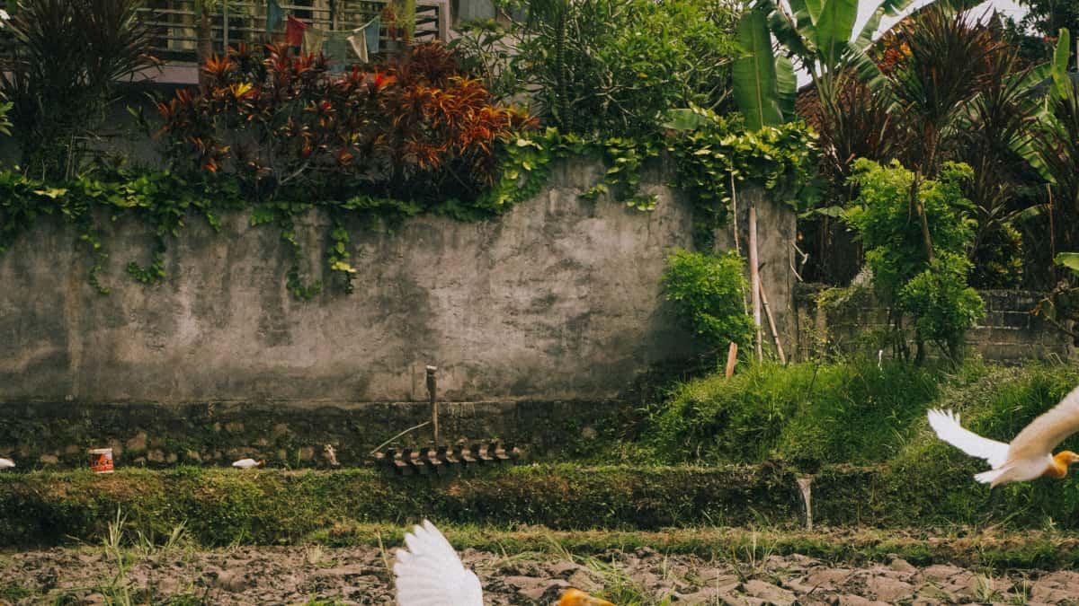 Ecuador Chingari-creators vinden voor lange partnerschappen
