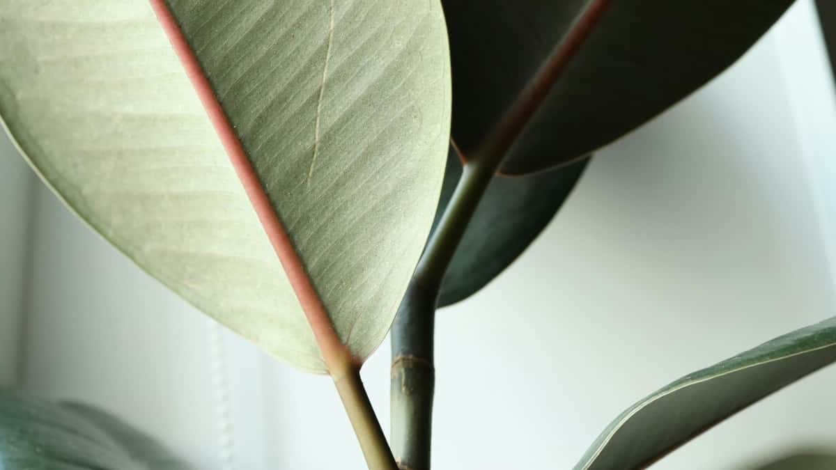 Sloveense Kuaishou-makers vinden om jouw app te boosten? Zo doe je dat!